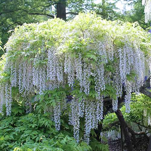 Глициния китайская Alba рисунок 1 артикул 9666