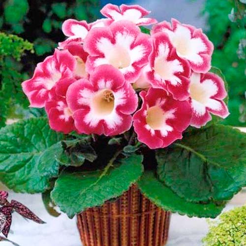 Глоксинія Бланш де Меру зображення 1 артикул 76259