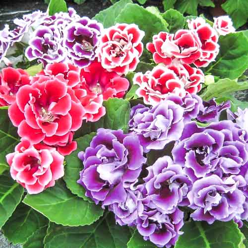 Глоксинія Брокада F1, суміш забарвлень зображення 1 артикул 66268