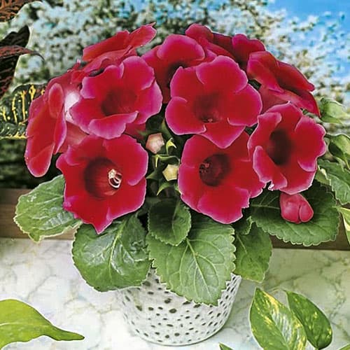 Глоксиния Этуаль де Фью рисунок 1 артикул 76593