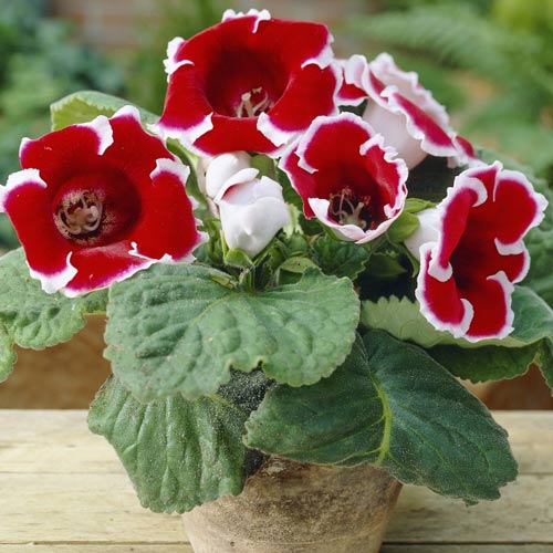 Глоксиния Кайзер Фридрих рисунок 1 артикул 76090