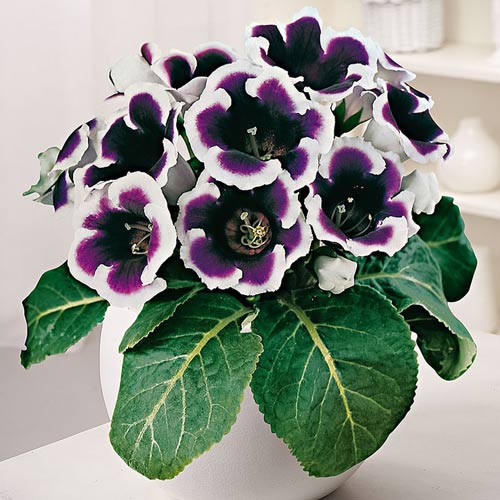 Глоксиния Кайзер Вильгельм рисунок 1 артикул 76091