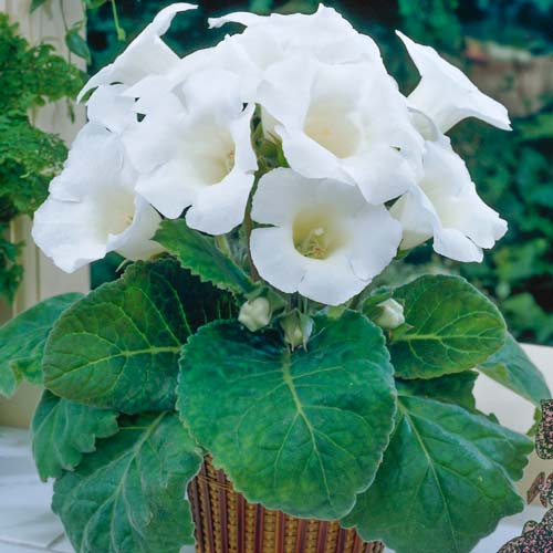 Глоксиния Монт Бланк рисунок 1 артикул 76260