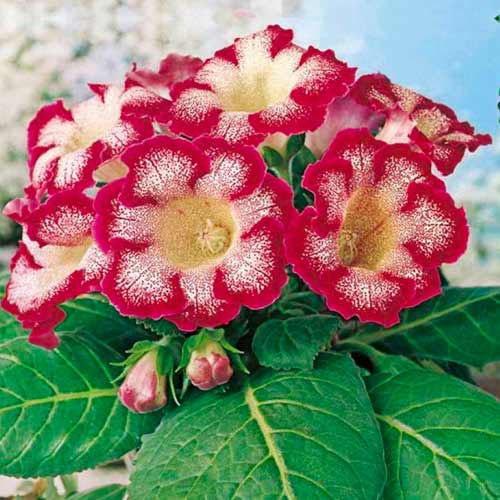 Глоксинія Тігріна Ред зображення 1 артикул 70407