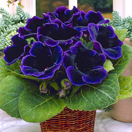 Глоксинія Віолацея зображення 1 артикул 70408