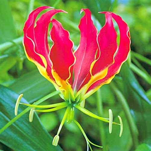 Глориоза Ротшильда рисунок 1 артикул 70406