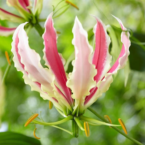 Глоріоза Спаркінг Джип зображення 1 артикул 76089