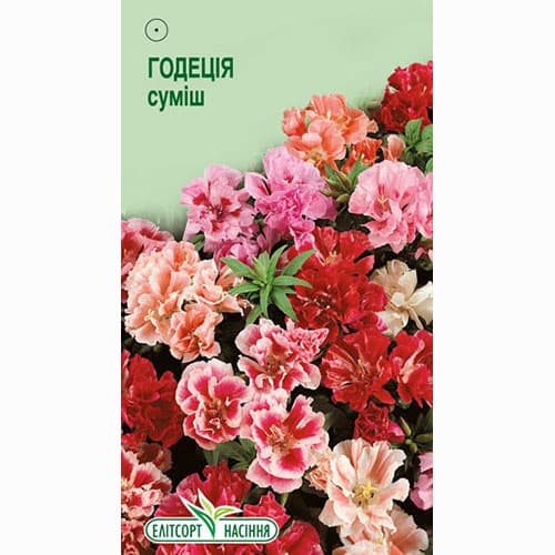 Годеція Азалієквіткова, суміш забарвлень Елітсорт зображення 1 артикул 96174