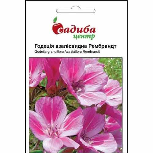 Годеція Рембрандт Садиба центр артикул фото 1 Годеція Рембрандт Садиба центр зображення 1 артикул 72749