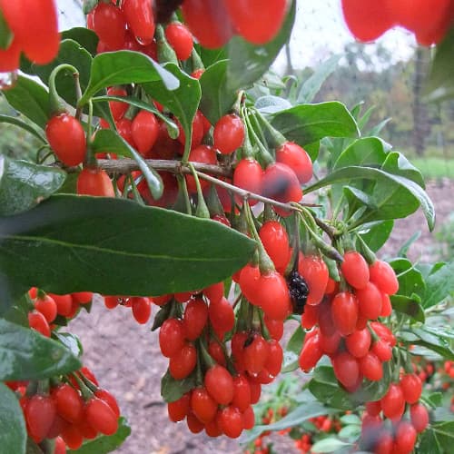 Годжи Биг Лайфберри рисунок 1 артикул 5726