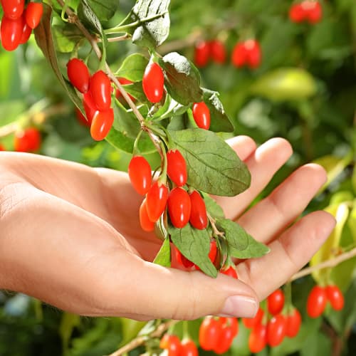 Годжі Кореан Біг зображення 1 артикул 9321