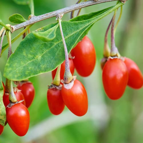 Годжі Нью Біг зображення 1 артикул 9322