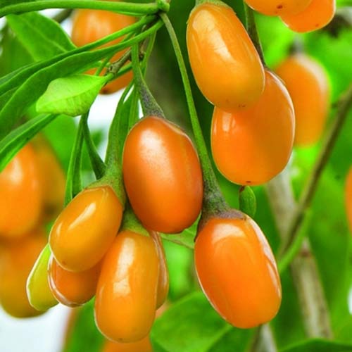 Годжи Свит Амбер артикул фото 1 Годжи Свит Амбер рисунок 1 артикул 8404