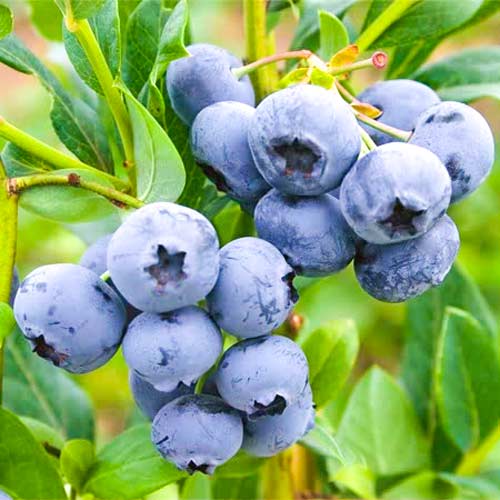 Голубика Блю Берри рисунок 1 артикул 9213
