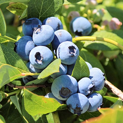 Голубика Блю Голд рисунок 1 артикул 9323