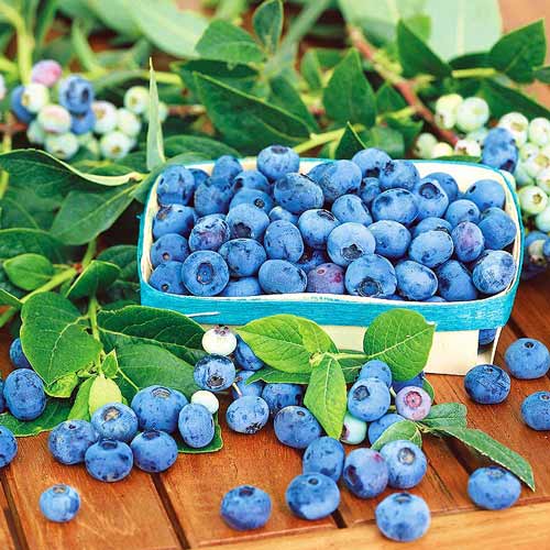 Голубика Блю Стар рисунок 1 артикул 9269