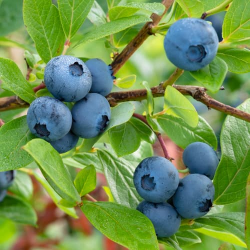 Голубика Блюкроп рисунок 1 артикул 9270