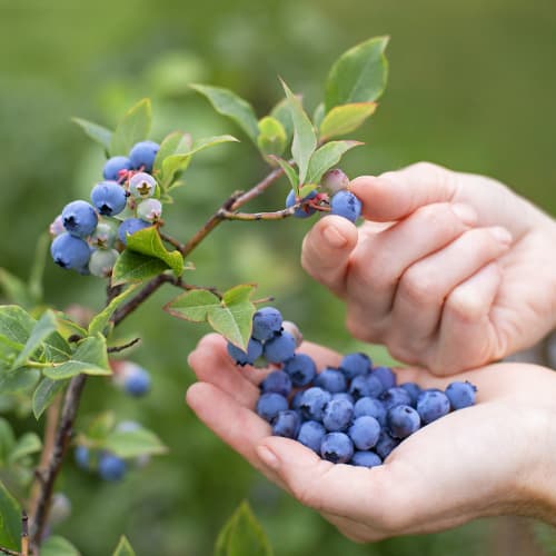 Голубика Бригитта Блю рисунок 1 артикул 9292