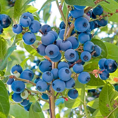 Голубика Дабл рисунок 1 артикул 9214