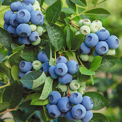 Голубика Денис Блю рисунок 1 артикул 9220