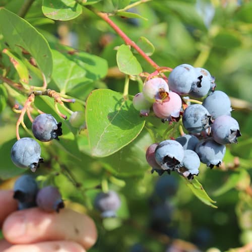 Голубика Дюк рисунок 1 артикул 9216