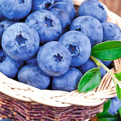 Голубика Латеблю рисунок 1 артикул 9217