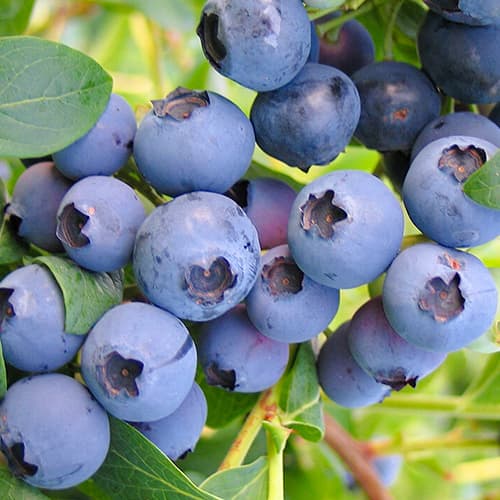 Голубика Бонбонберри рисунок 1 артикул 5728