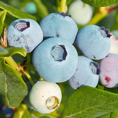 Голубіка (лохина) Чантіклер зображення 1 артикул 4689