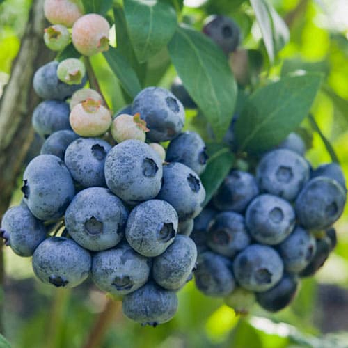 Голубіка (лохина) Дарроу зображення 1 артикул 9293