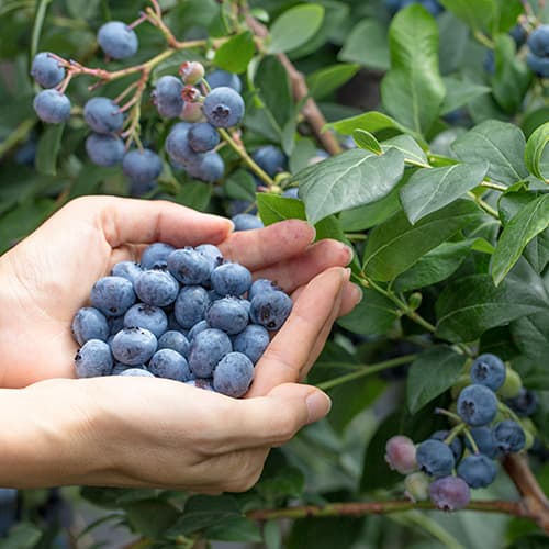 Голубика Эллиот артикул фото 1 Голубика Эллиот рисунок 1 артикул 9327