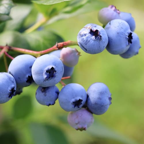 Голубіка (лохина) Ерлі Блю зображення 1 артикул 9301