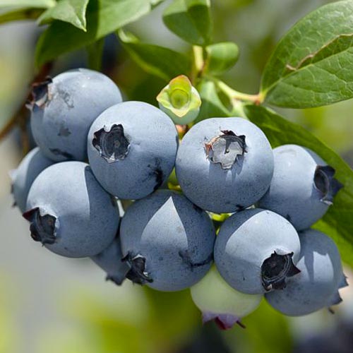 Голубика Ханна Чойс рисунок 1 артикул 4690