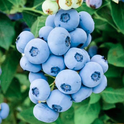 Голубика Либерти рисунок 1 артикул 5729