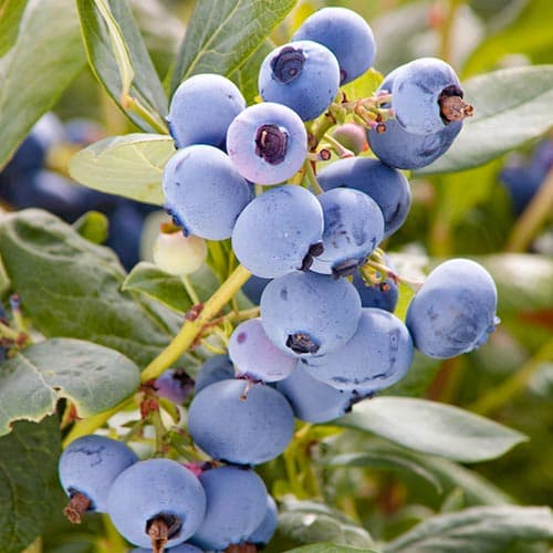 Голубика Мидер рисунок 1 артикул 4691