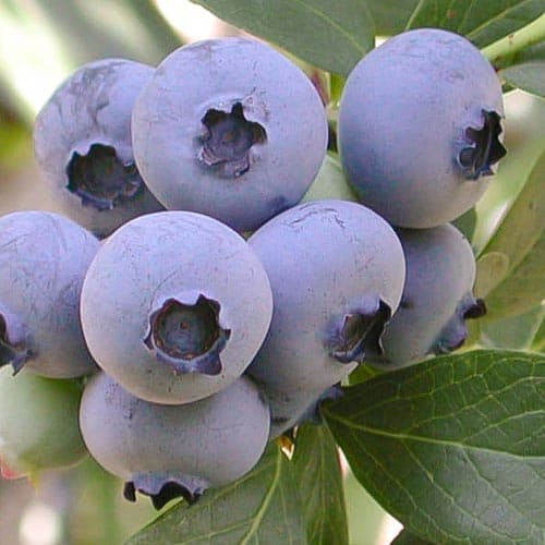 Голубика Озарк Блю рисунок 1 артикул 4695