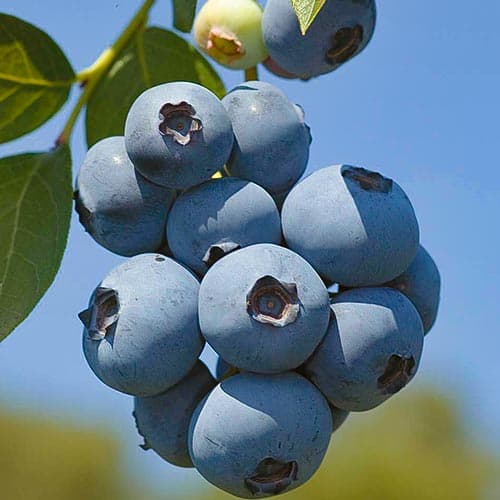 Голубика Поларис рисунок 1 артикул 4692