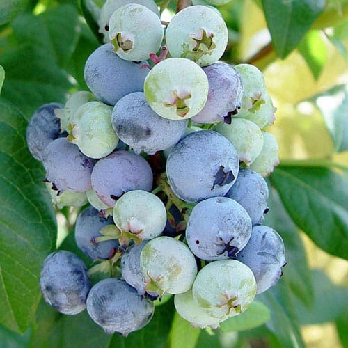 Голубіка (лохина) Рубел зображення 1 артикул 4693