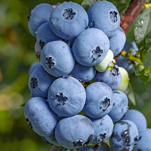 Голубіка (лохина) Сієрра зображення 1 артикул 4694