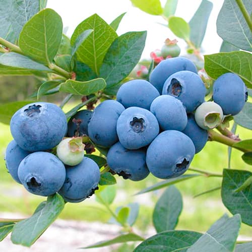 Голубіка (лохина) Світхарт зображення 1 артикул 5732