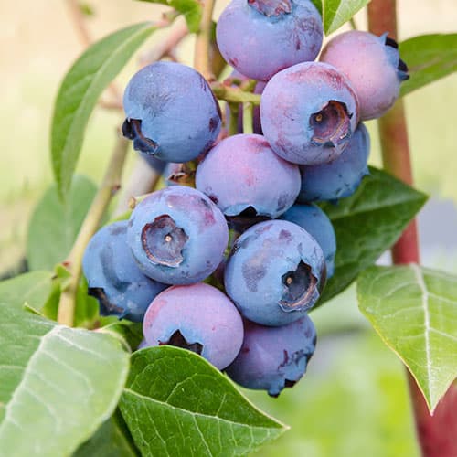 Голубика Патриот рисунок 1 артикул 9296