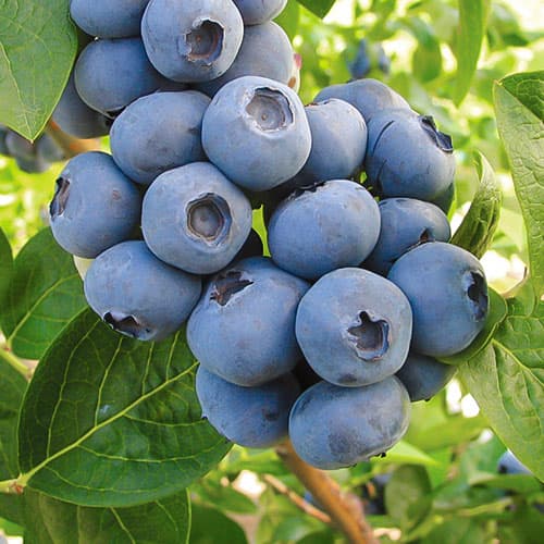 Голубика Торо рисунок 1 артикул 9298