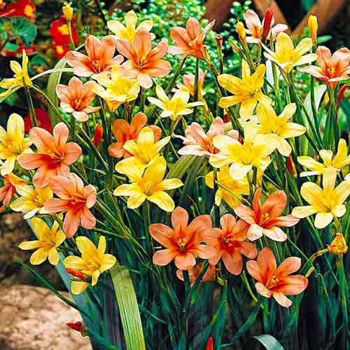 Гомерия, микс рисунок 1 артикул 76459