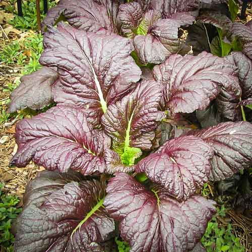 Гірчиця Ред Гігант артикул фото 1 Гірчиця Ред Гігант зображення 1 артикул 65967