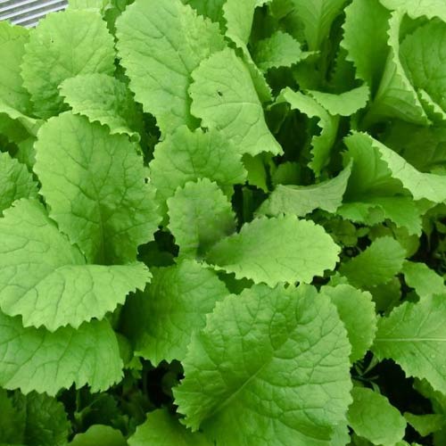 Гірчиця салатна зображення 2 артикул 65648