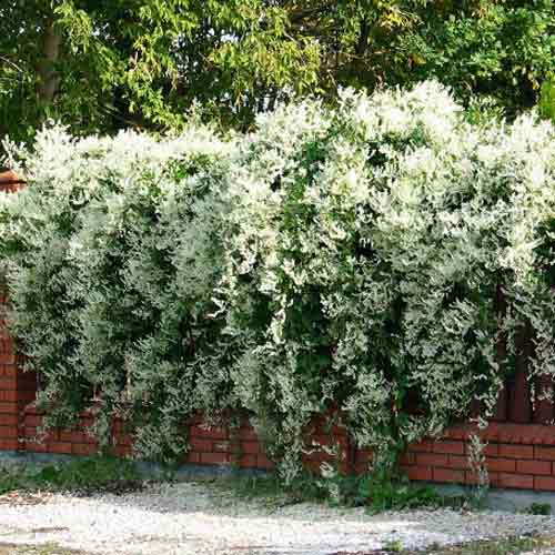 Горець Ауберта артикул фото 1 Горець Ауберта зображення 1 артикул 2409