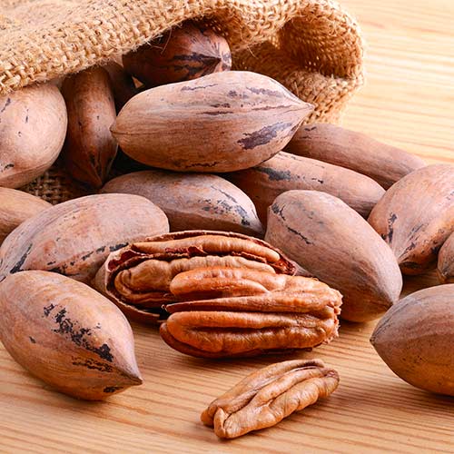 Орех пекан Кайова рисунок 1 артикул 1612