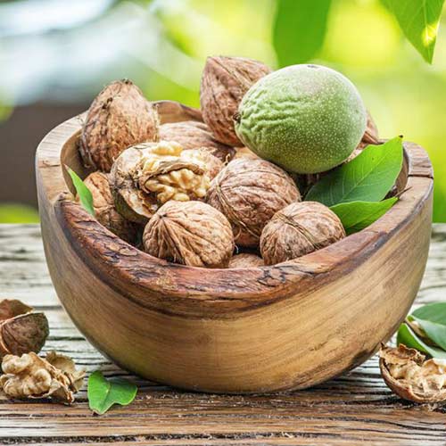 Горіх волоський (грецький) Садко зображення 1 артикул 4178