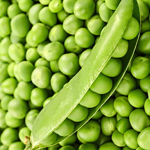 Горох Дакота Империя семян рисунок 1 артикул 95239