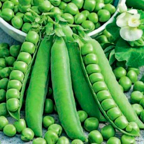 Горох Джофф Империя семян рисунок 1 артикул 95240