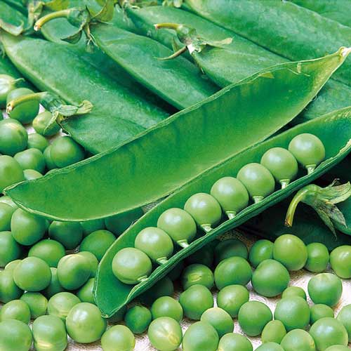 Горох Фора, семена рисунок 1 артикул 70002